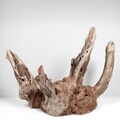 19" Manzanita Aquarium Driftwood for Aquascaping, Aquarium Driftwood, Bonsai, Terrariums, Reptiles, & Home Decor
