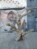 Cholla Cactus Wood,