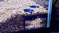 Fish Tank Corner Cave Box | Shrimp or fish hideout aquascape with double viewport great for small plecos or bottom feeders.
