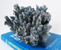 2.2lb 7.5'' Blue Coral, Natural Blue Coral Tree, Aquarium Decoration, Coral Reef Decor, Blue Coral Reef, Natural Sea Coral, Ocean Coral